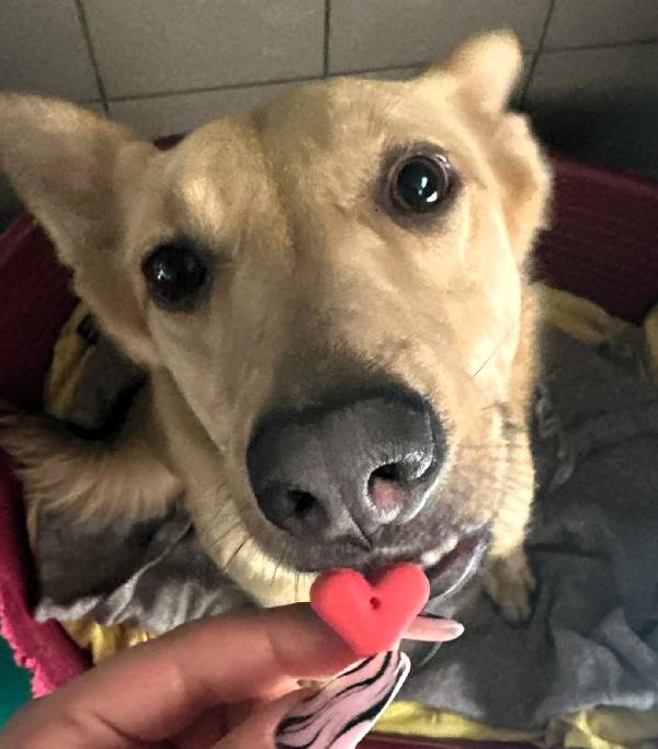 MANUEL DOLCE E TIMIDO Foto 3